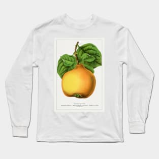 Orange Quince Lithograph (1900) Long Sleeve T-Shirt